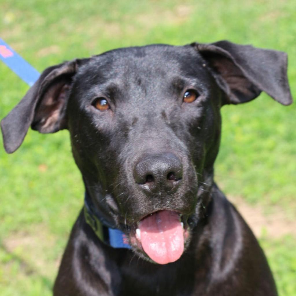 Flash JuM, an adoptable Black Labrador Retriever, Mixed Breed in Seattle, WA, 98106 | Photo Image 2