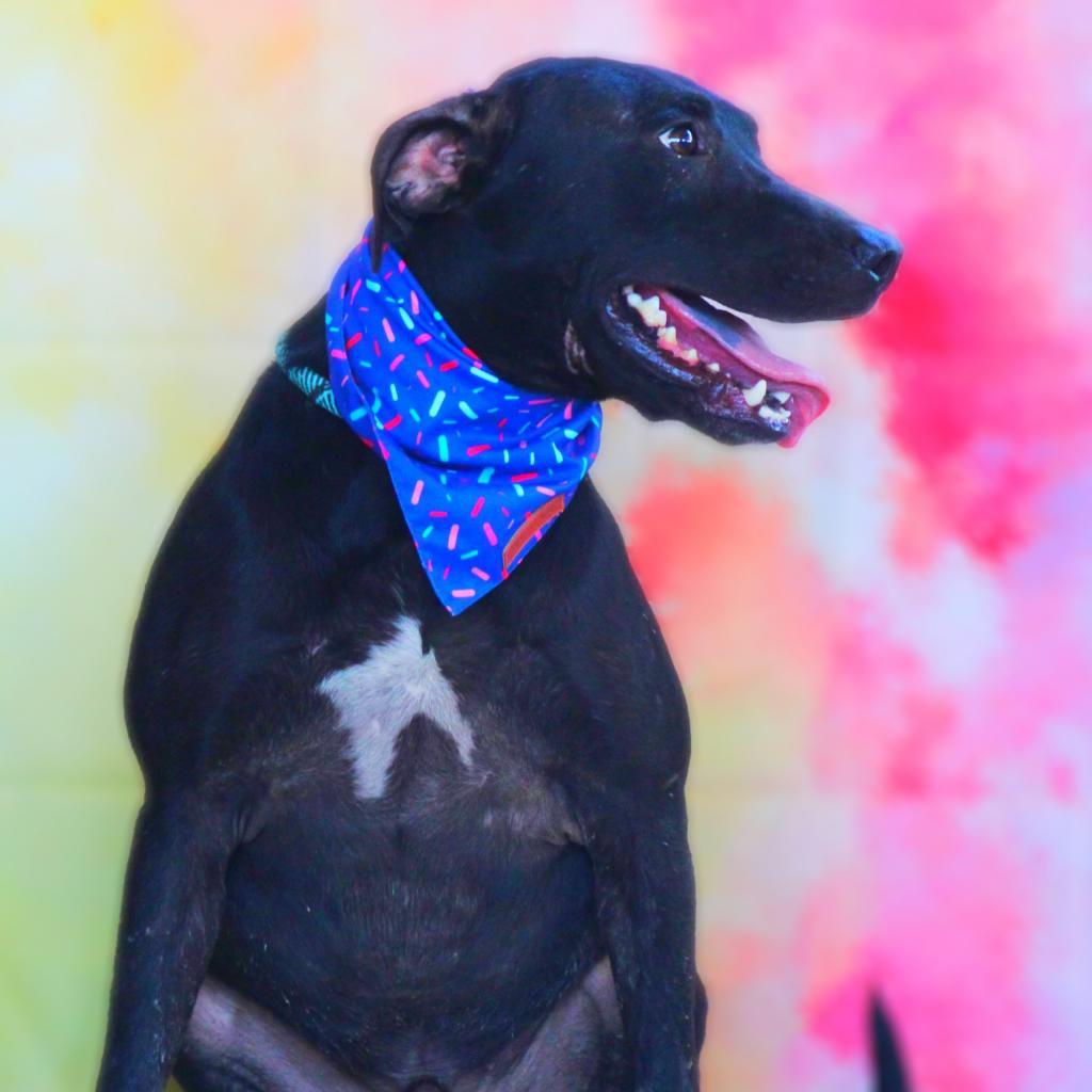 Flash JuM, an adoptable Black Labrador Retriever, Mixed Breed in Seattle, WA, 98106 | Photo Image 6