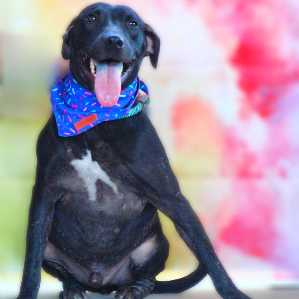 Flash JuM, an adoptable Black Labrador Retriever, Mixed Breed in Seattle, WA, 98106 | Photo Image 4