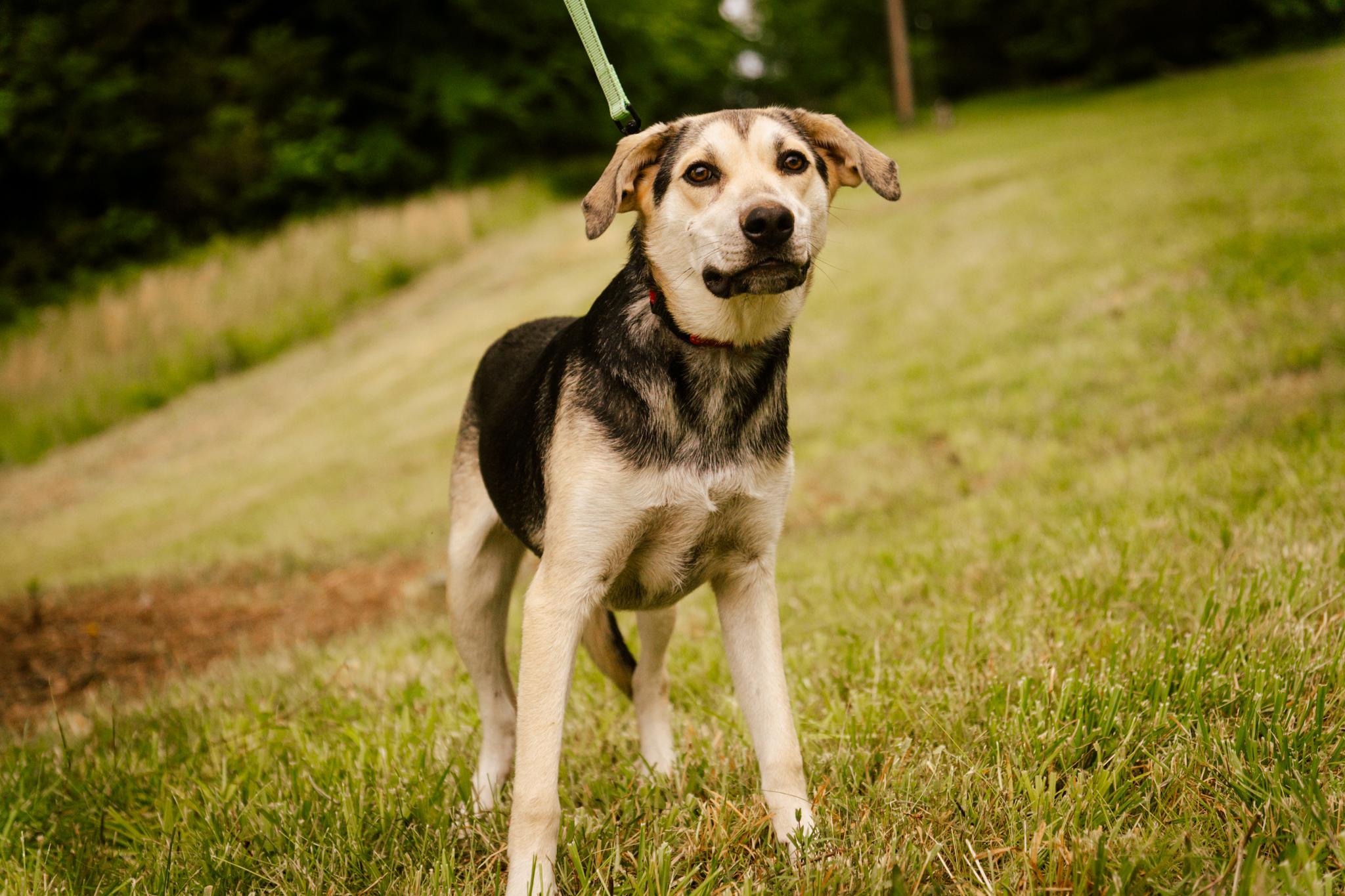Hunter, Young Male Labrador Retriever