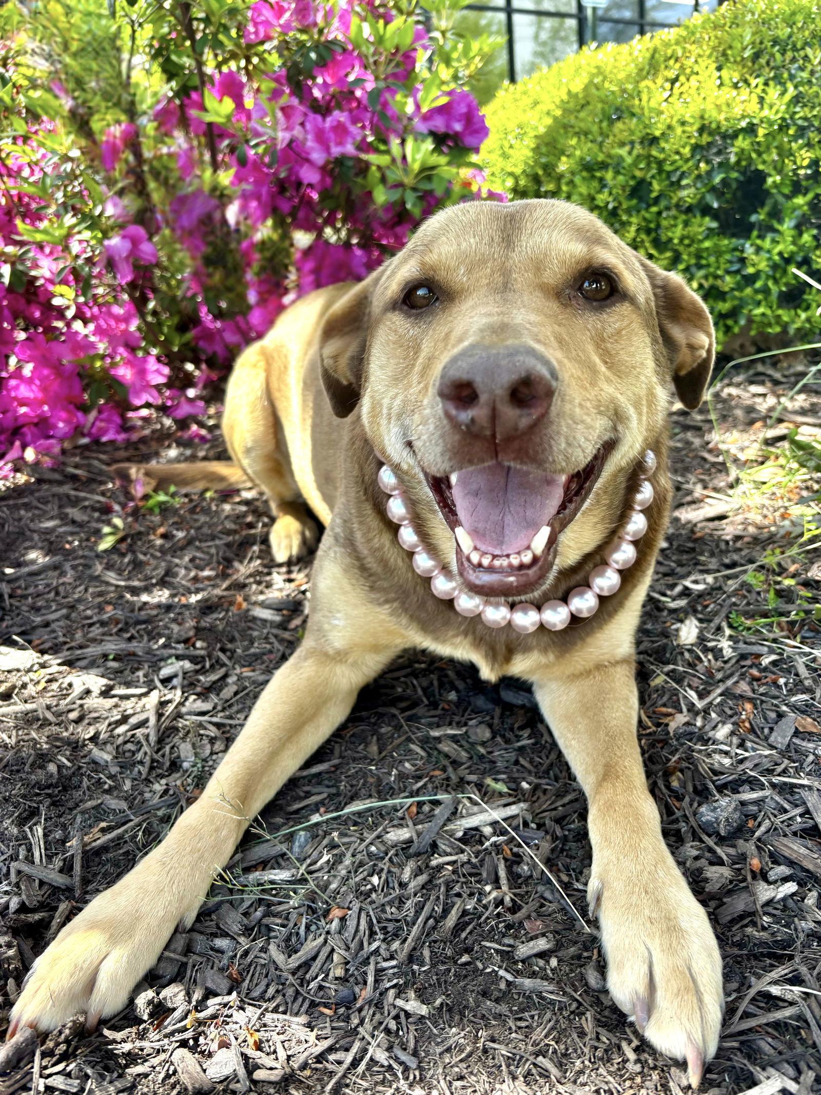 DAISY, Adoptable, Adult Female Shepherd & Hound.