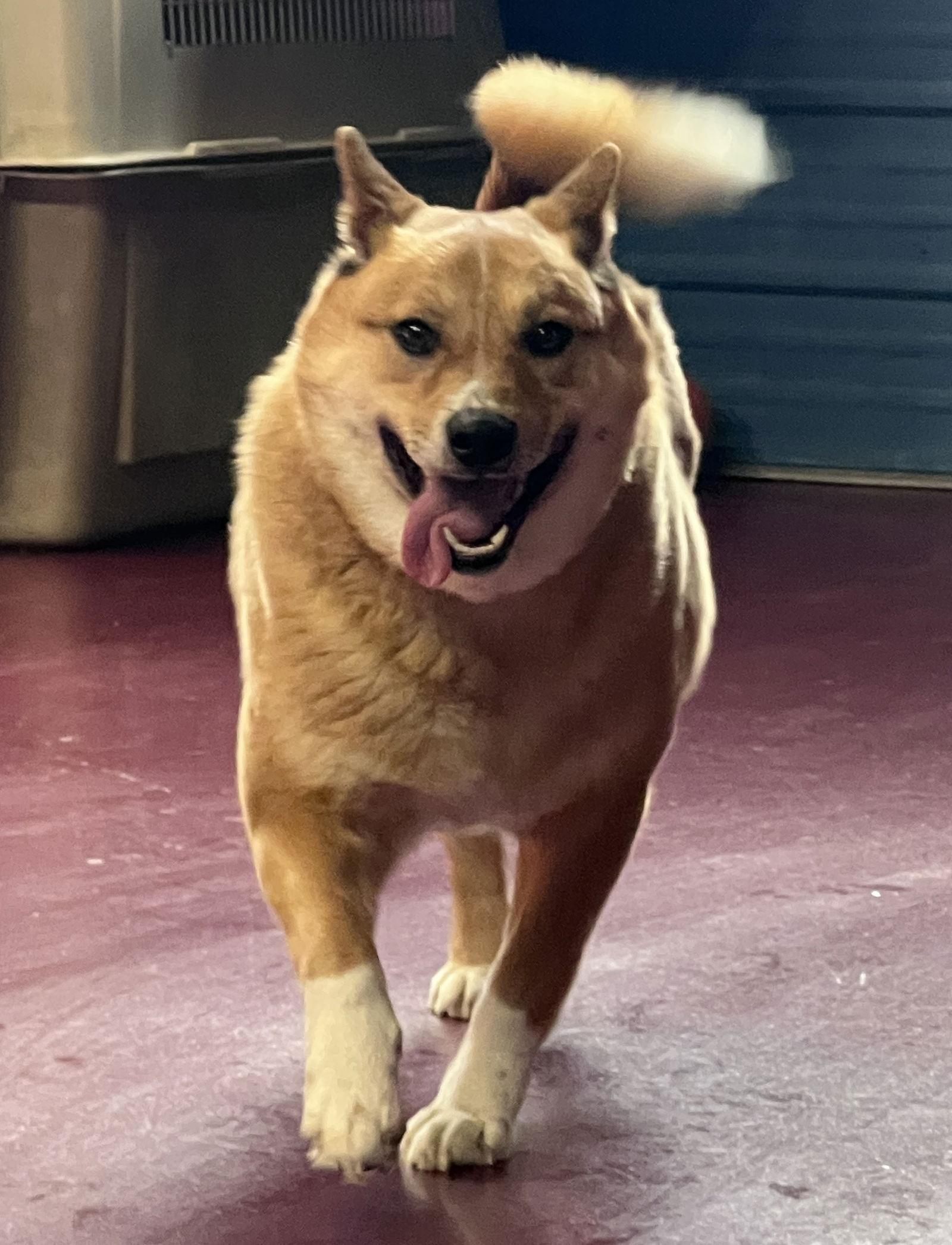 Corky, Adoptable, Adult Male Australian Cattle Dog / Blue Heeler & Shiba Inu.