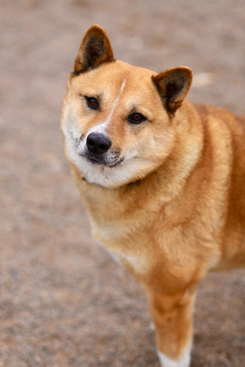 Enlarge Corky, a Adoptable mixed breed in Webster, WI image 2/3