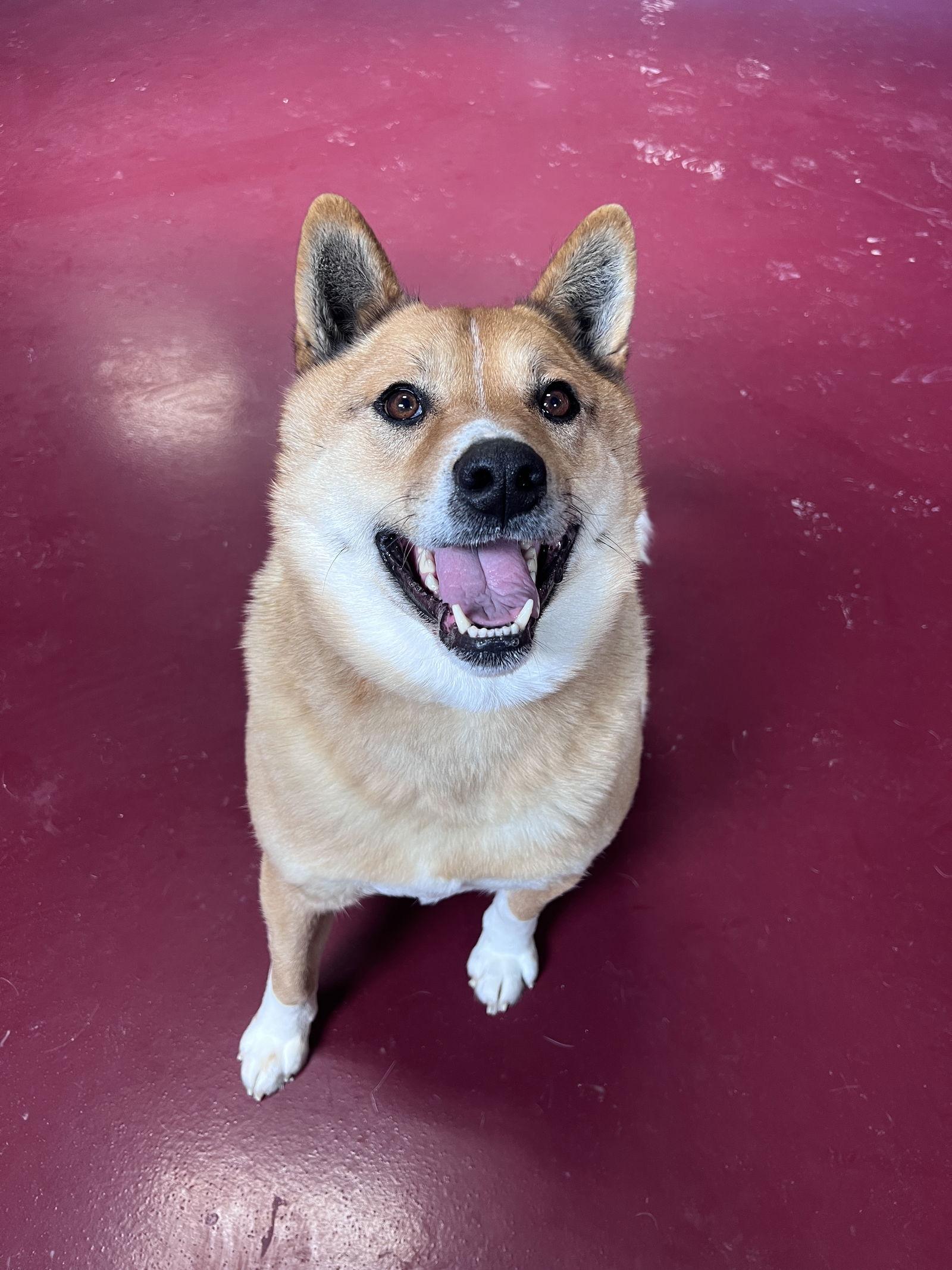 Enlarge Corky, a Adoptable mixed breed in Webster, WI image 3/3
