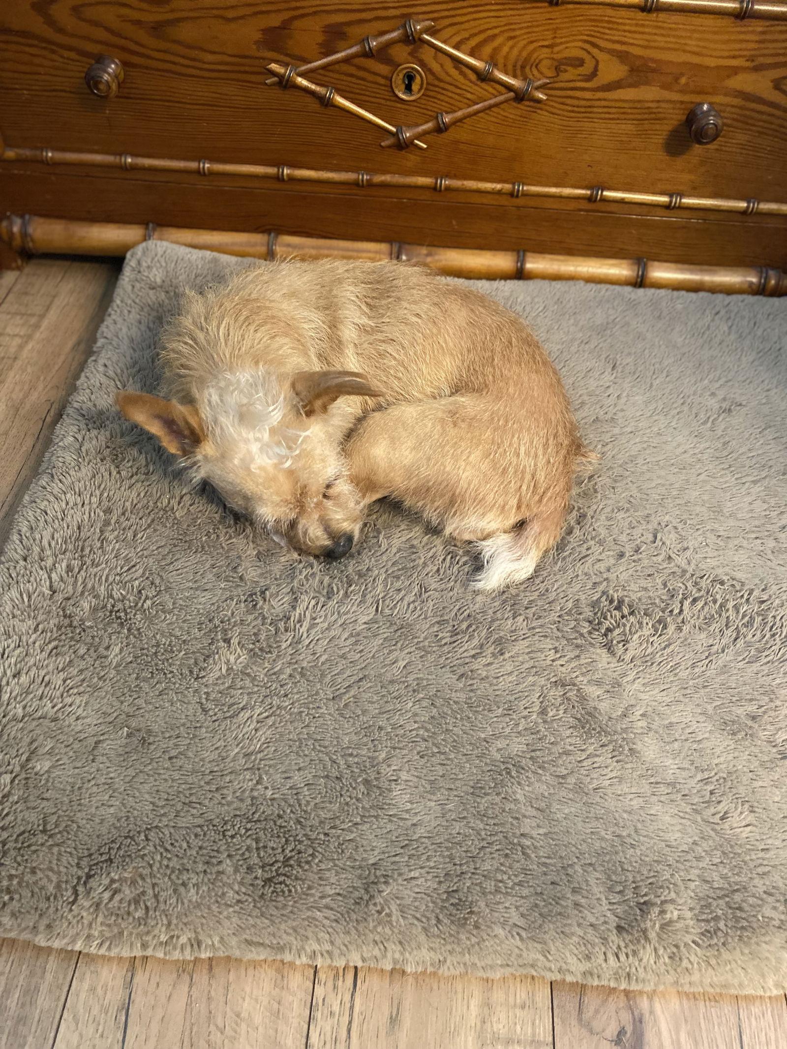 Leah Lady **Home for the Holidays 1/2 price!, Adoptable, Young Female Chihuahua.