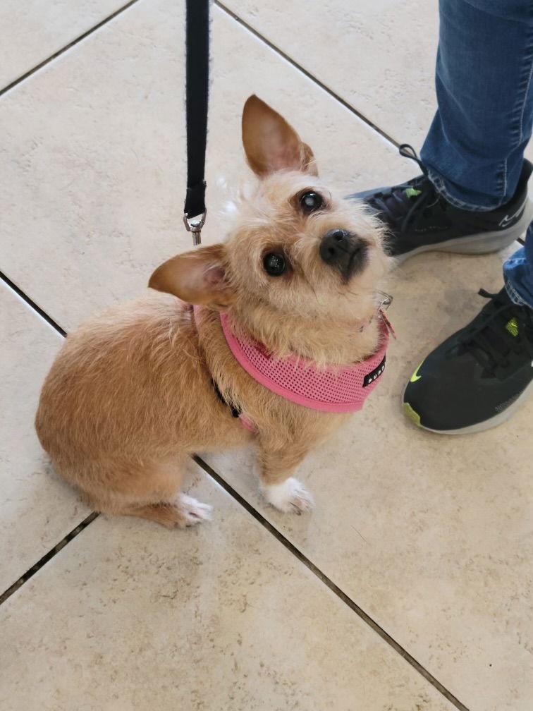 Leah Lady **Home for the Holidays 1/2 price!, a Adoptable Chihuahua in Alpharetta, GA image 1/3