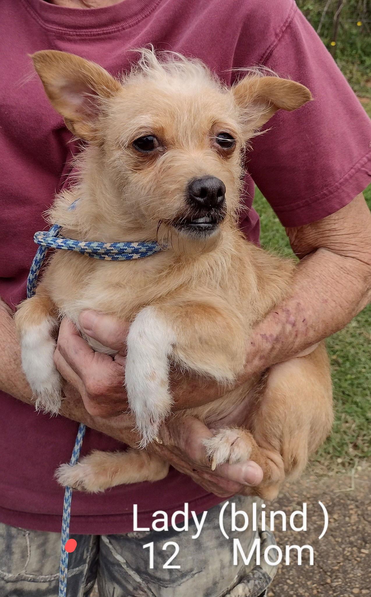 Leah Lady **Home for the Holidays 1/2 price!, a Adoptable Chihuahua in Alpharetta, GA image 2/3