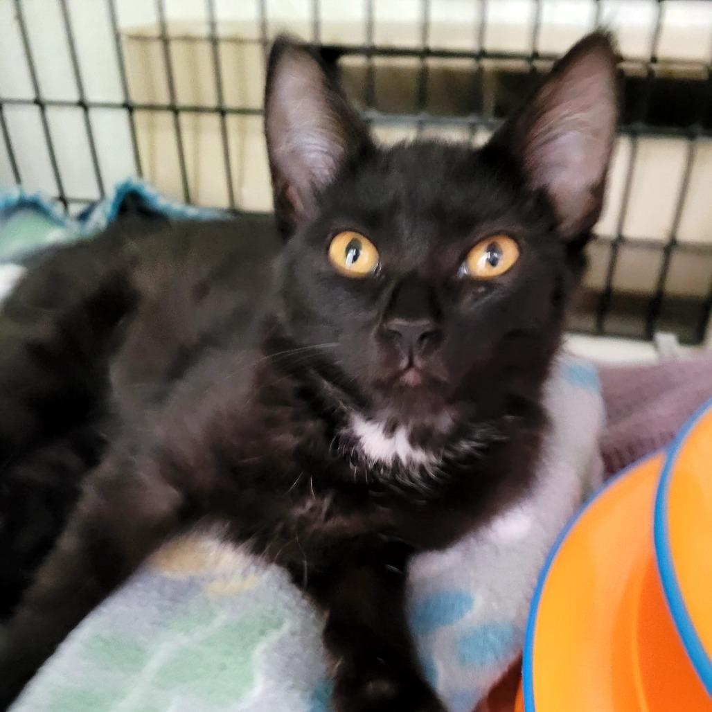 Enlarge Mo, a Adoptable Domestic Short Hair in Allyn, WA image 1/1