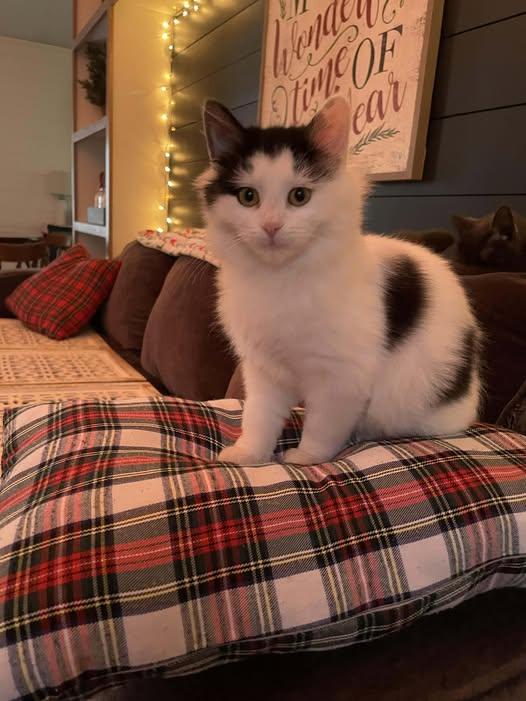 Ophelia, ADOPTABLE, Kitten Female Domestic Medium Hair.