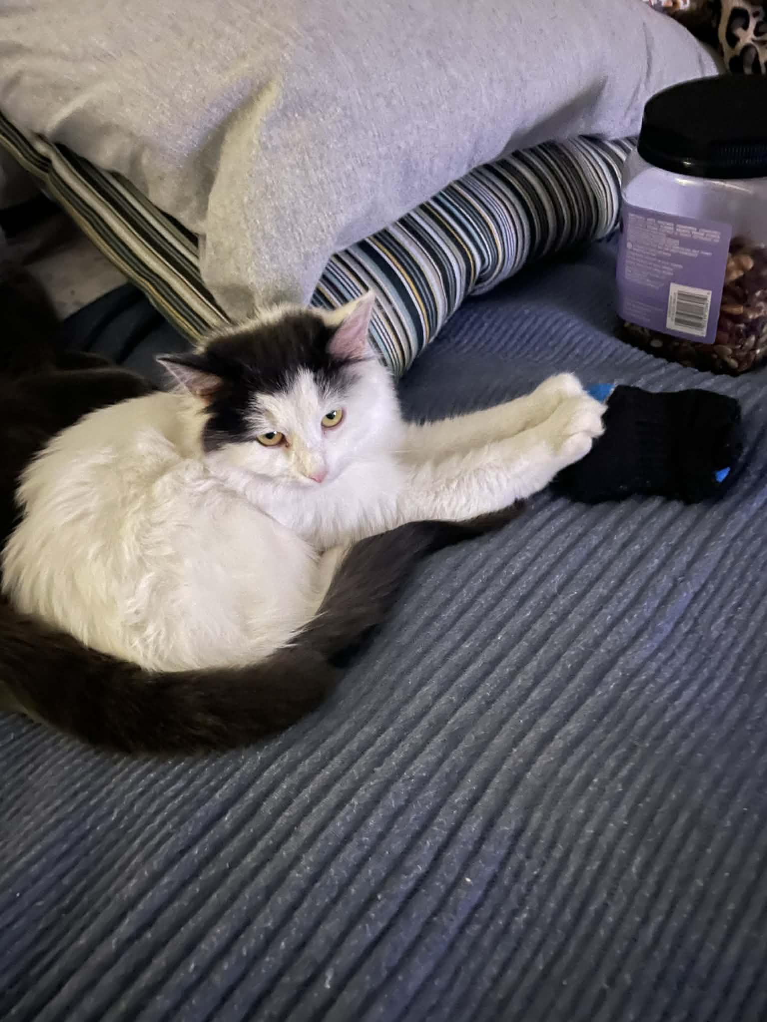 Enlarge Ophelia, a ADOPTABLE Domestic Medium Hair in East Lansing, MI image 2/4