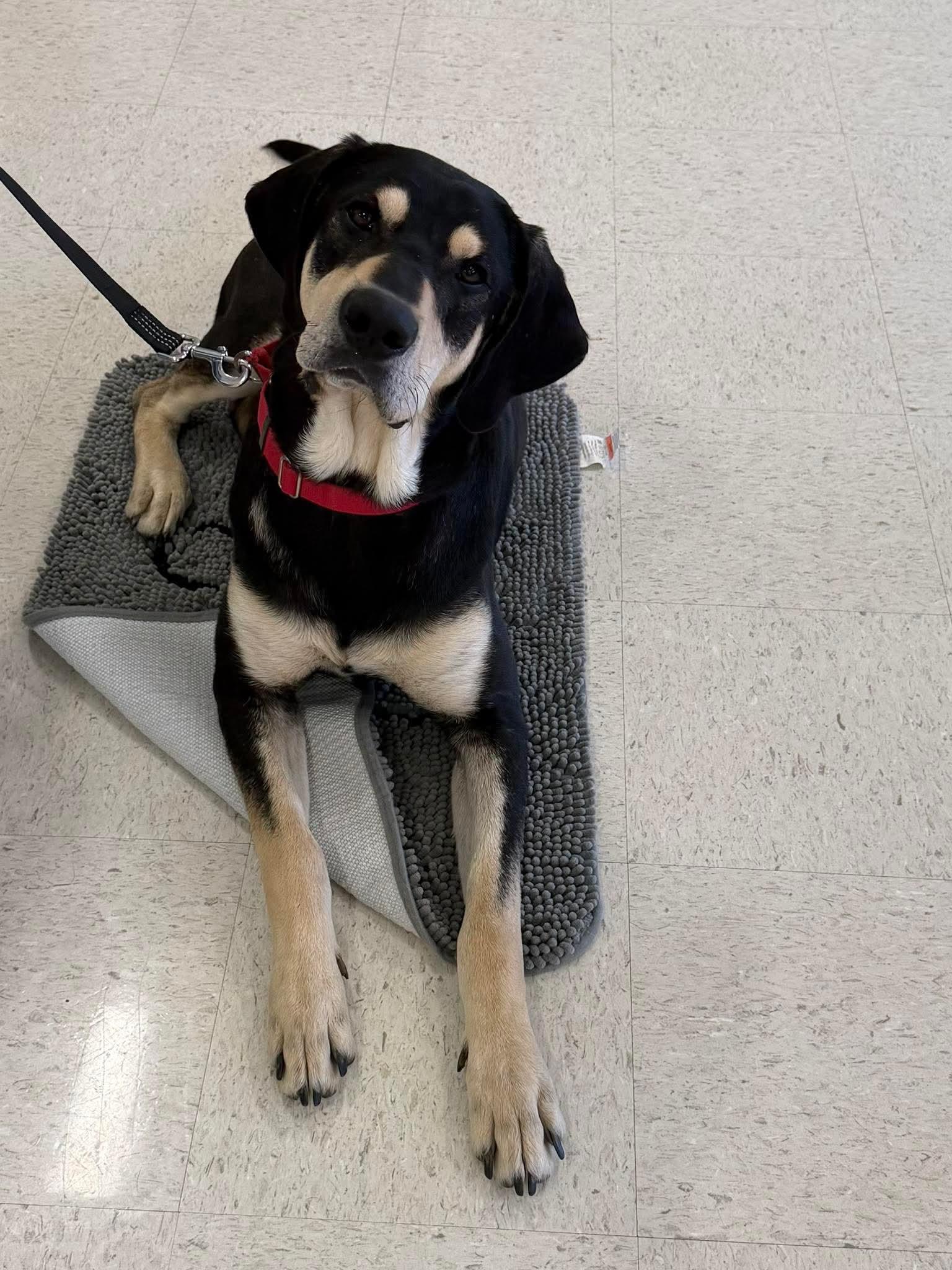 Tater, a Adoptable mixed breed in South Amboy, NJ image 3/3