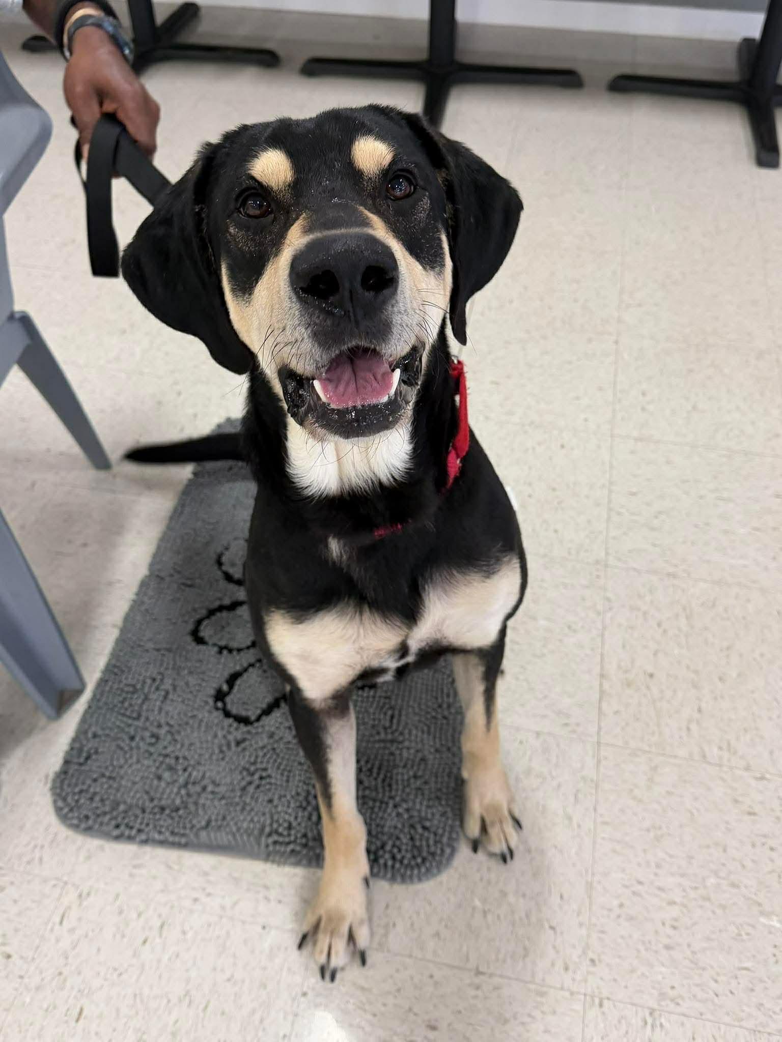 Tater, Adoptable, Young Male Hound & Black Labrador Retriever.