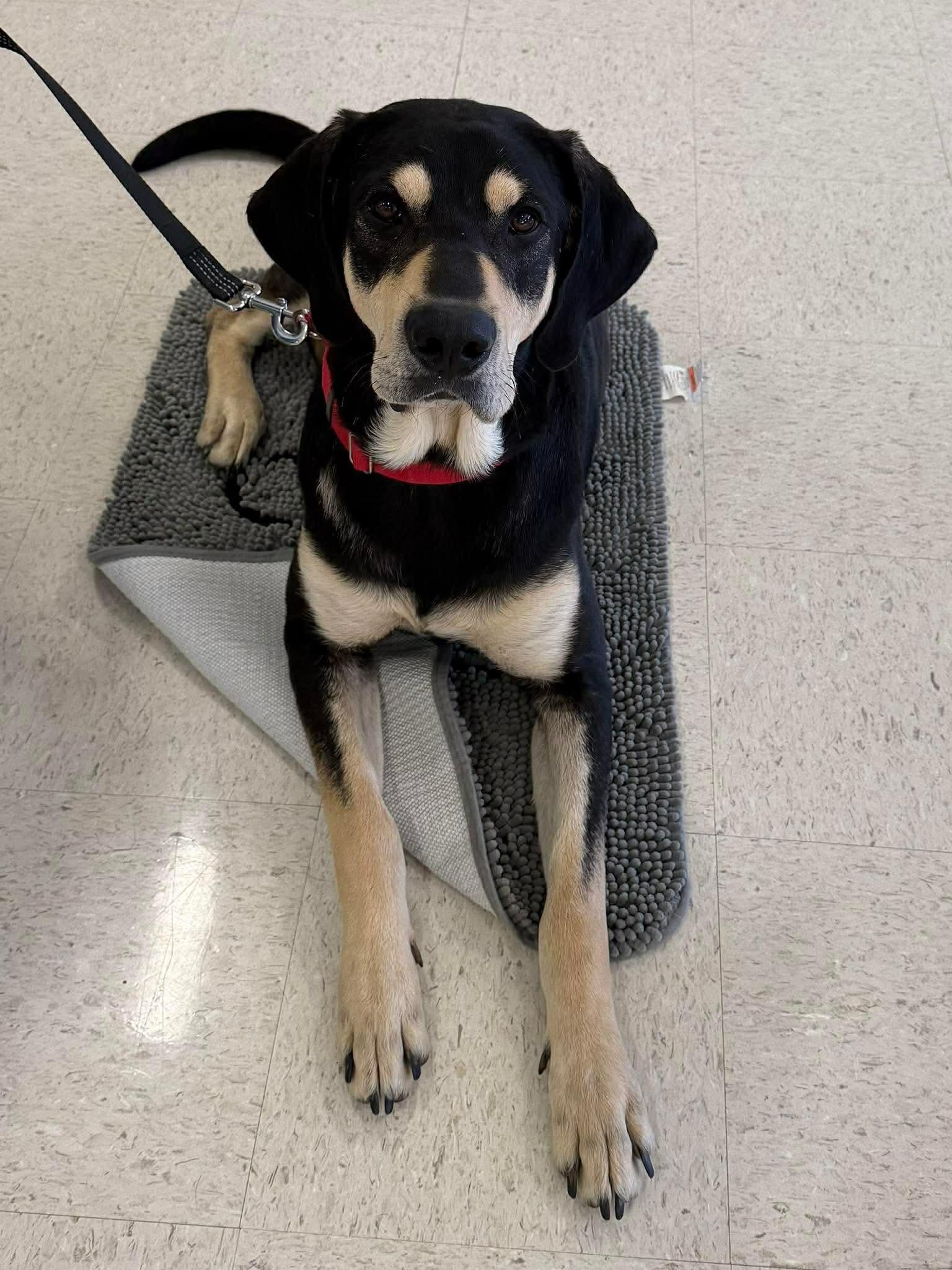 Tater, a Adoptable mixed breed in South Amboy, NJ image 2/3