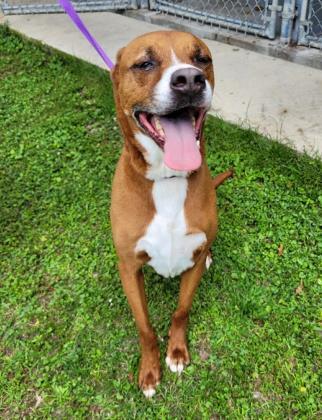 Tate, Adoptable, Adult Male Mixed Breed & Mixed Breed.