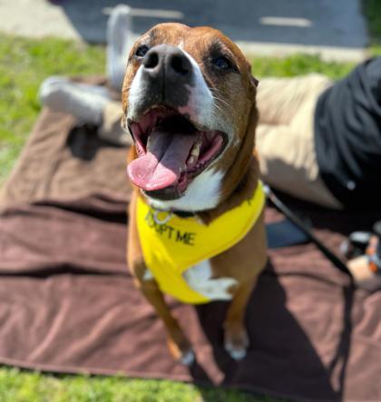 Tate, a Adoptable Mixed Breed in Covington, LA image 3/3