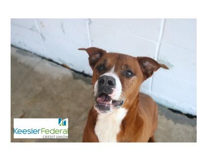 Enlarge Tate, a Adoptable Mixed Breed in Covington, LA image 3/3