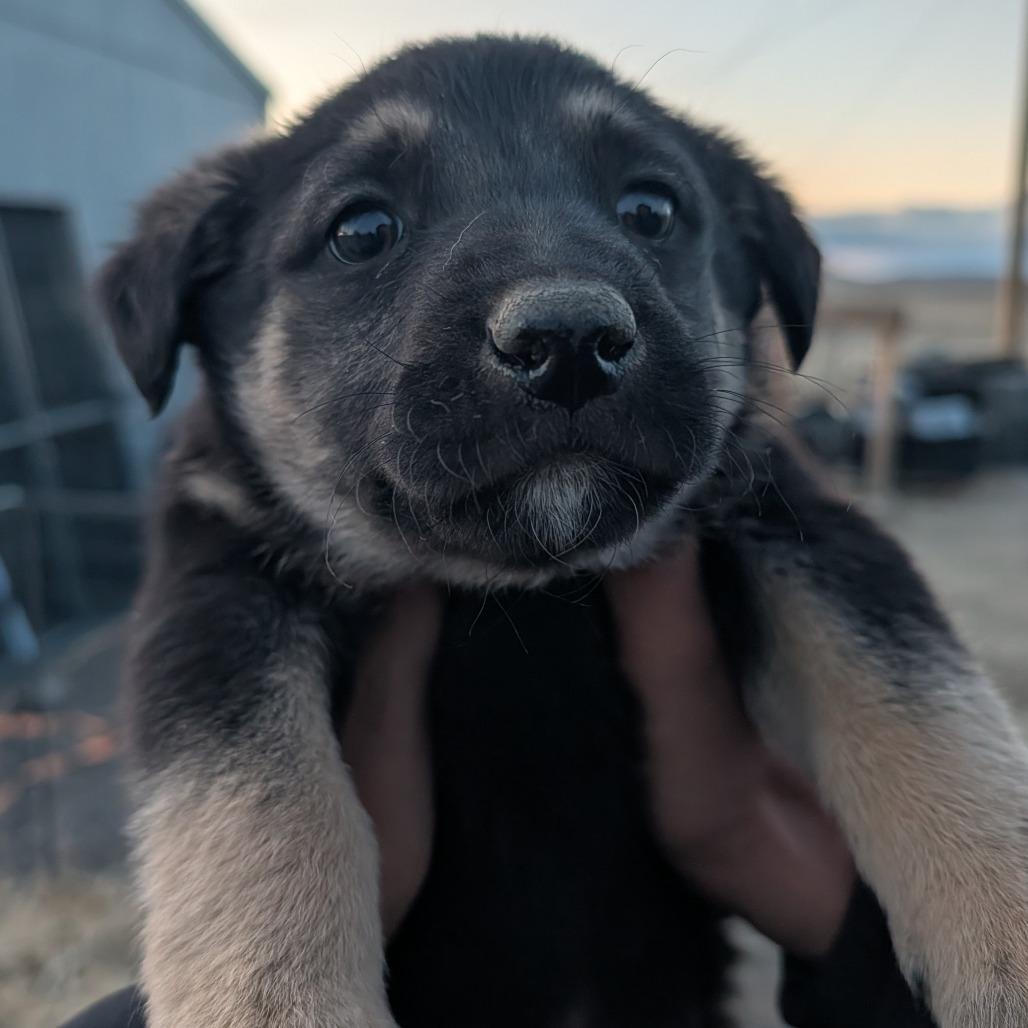 Enlarge T-Bone, a Adoptable Mixed Breed in Park City, UT image 1/1