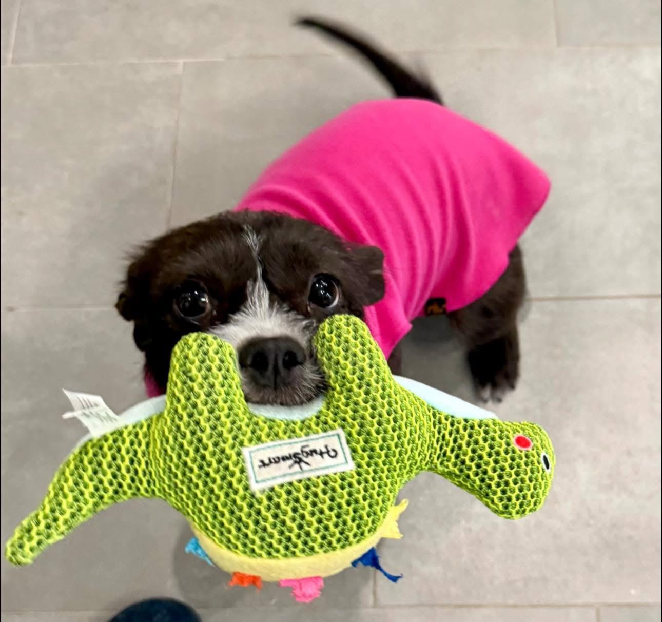 Enlarge Truffles, a Adoptable mixed breed in Rockwall, TX image 4/6