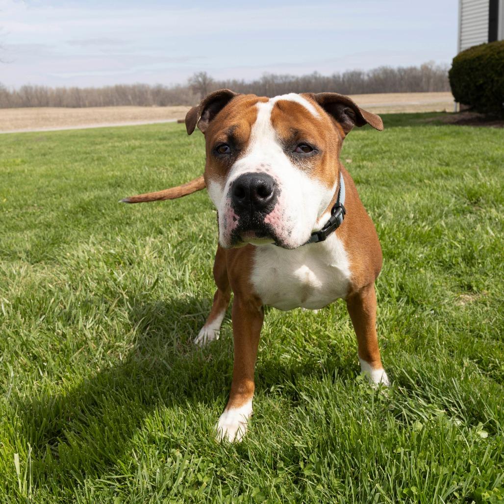 Hulk, a Adoptable Mixed Breed in Troy, IL image 1/3
