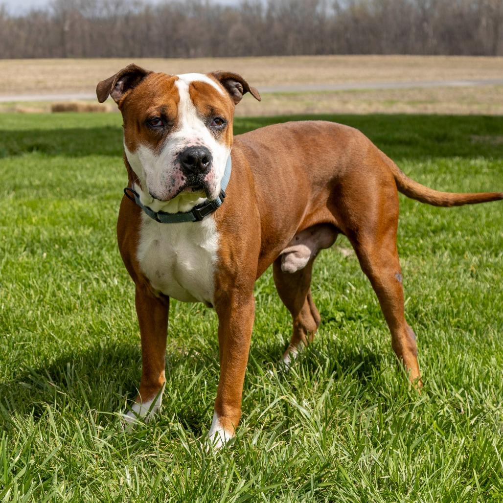 Hulk, a Adoptable Mixed Breed in Troy, IL image 2/3