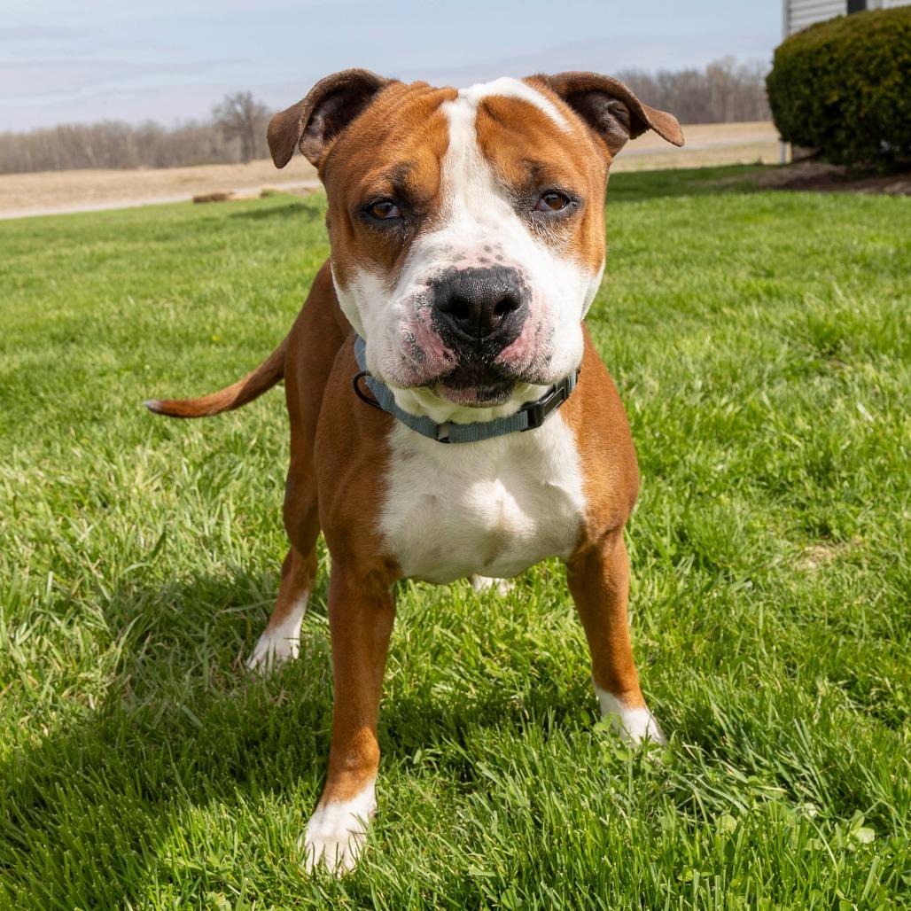 Hulk, a Adoptable Mixed Breed in Troy, IL image 3/3