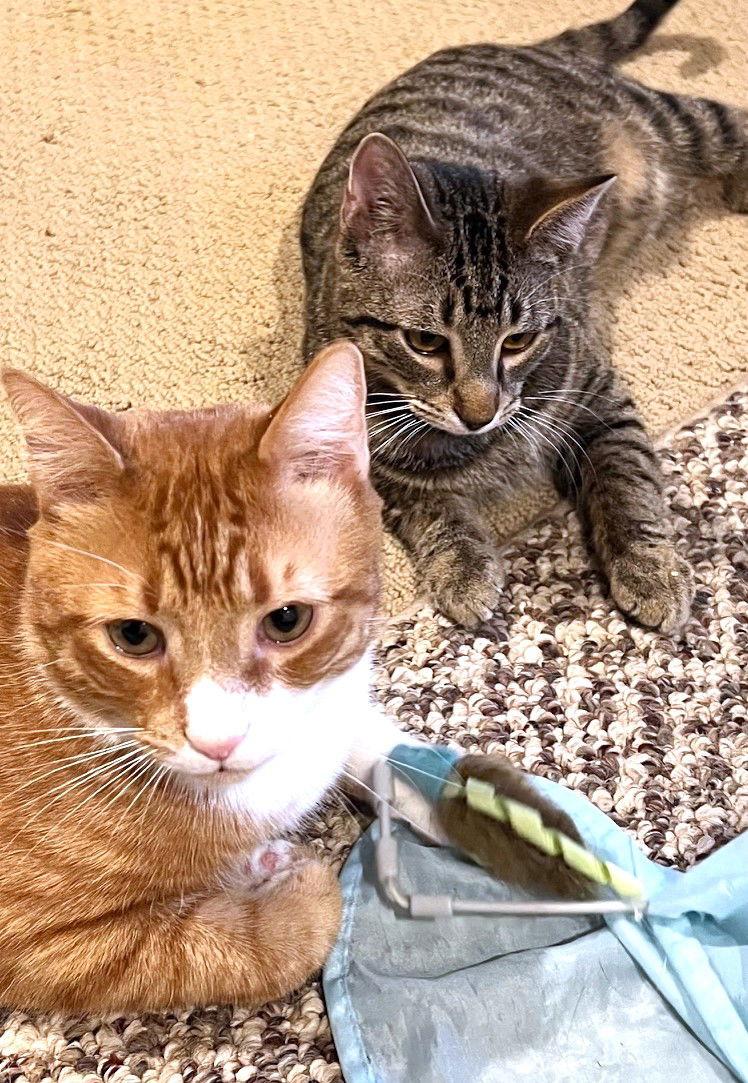 Enlarge Mochi, a Adoptable Domestic Short Hair in Reston, VA image 1/3