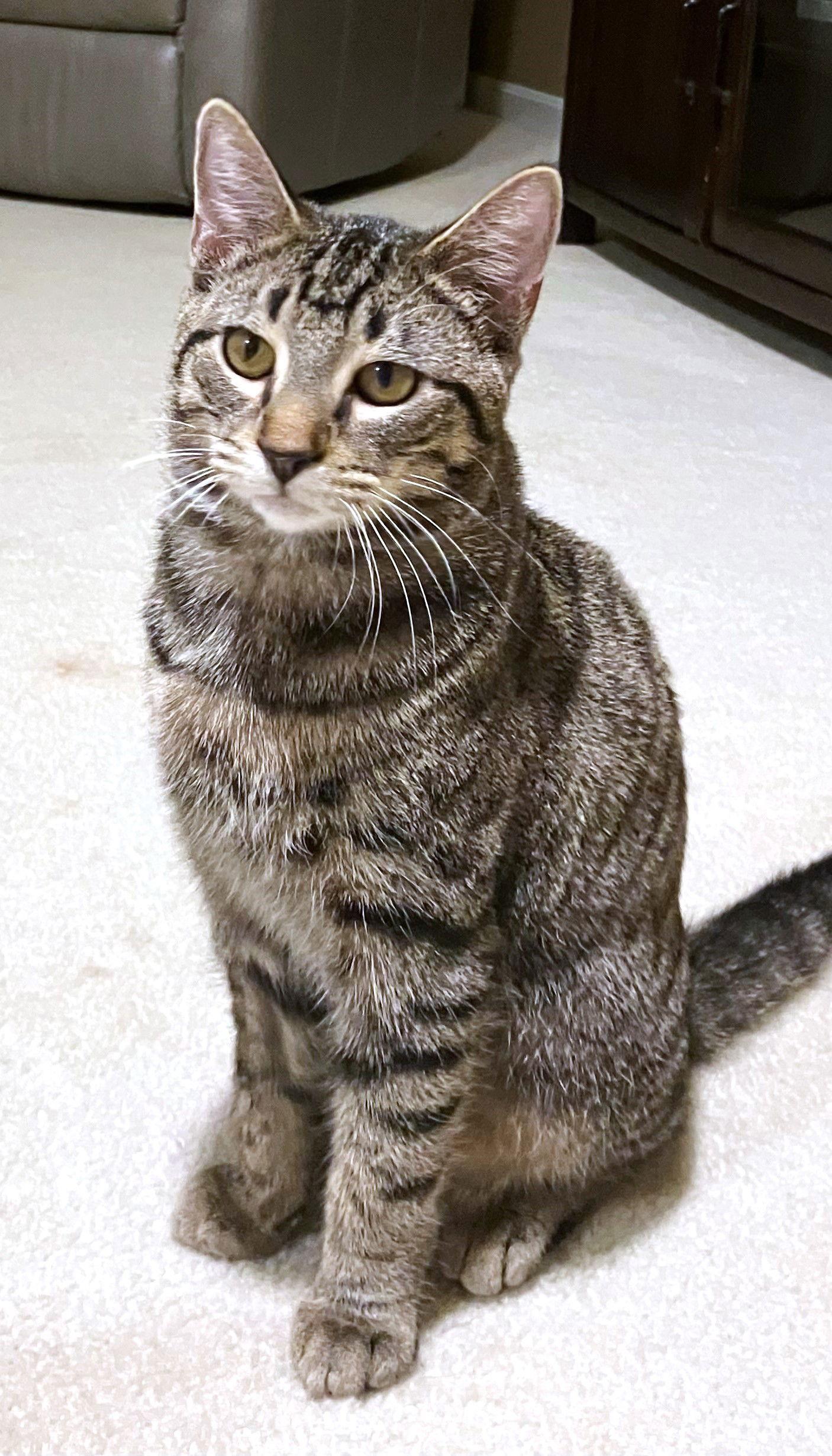 Enlarge Mochi, a Adoptable Domestic Short Hair in Reston, VA image 2/3