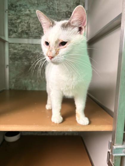 White Kitty, Adoptable, Kitten Male Domestic Short Hair & Domestic Short Hair.