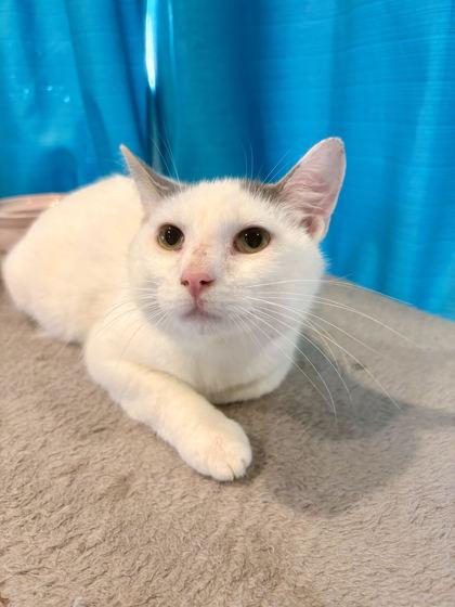 White Kitty, a Adoptable mixed breed in Paducah, KY image 2/2