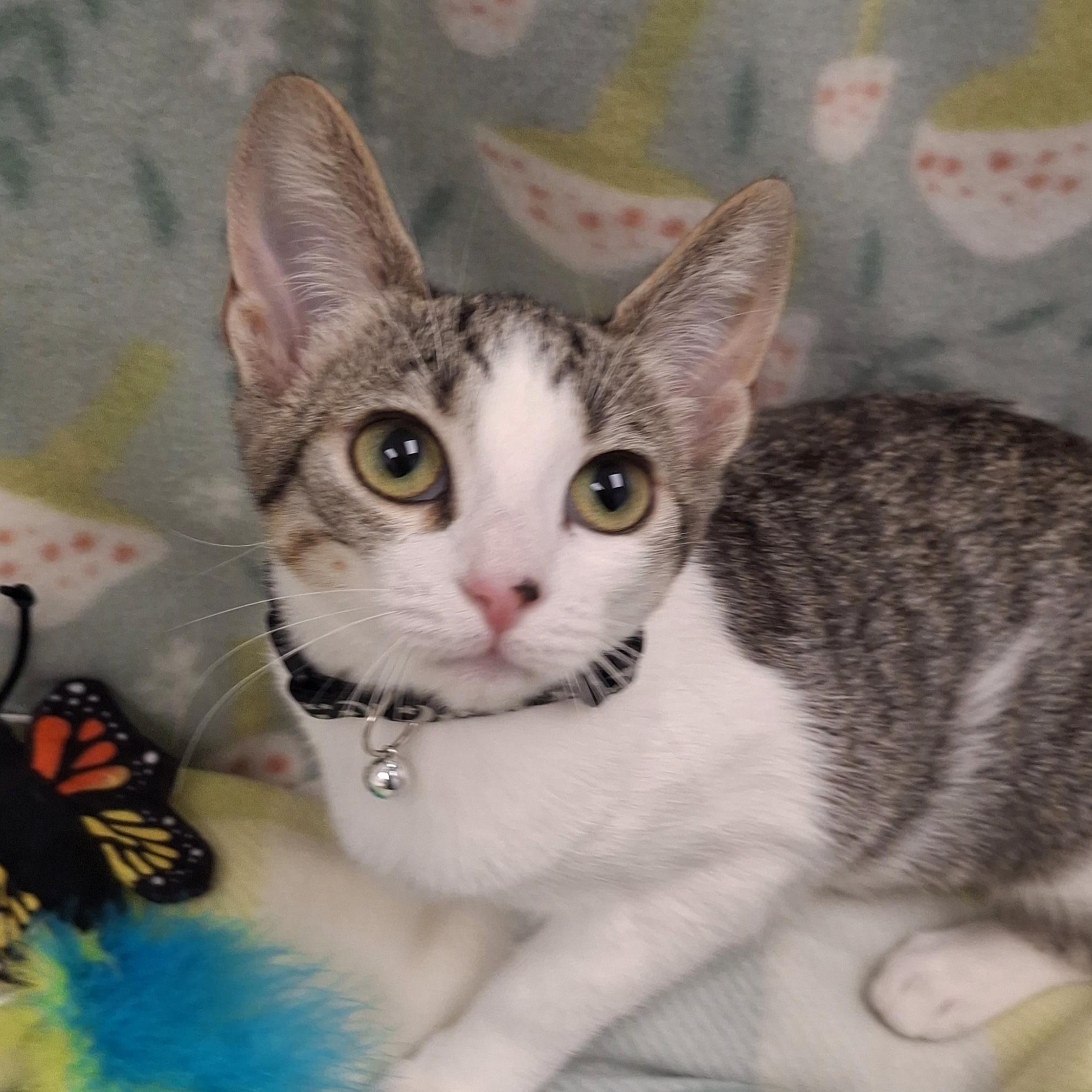 :::Molly:::, adopted, Kitten Female Domestic Short Hair & Tabby.