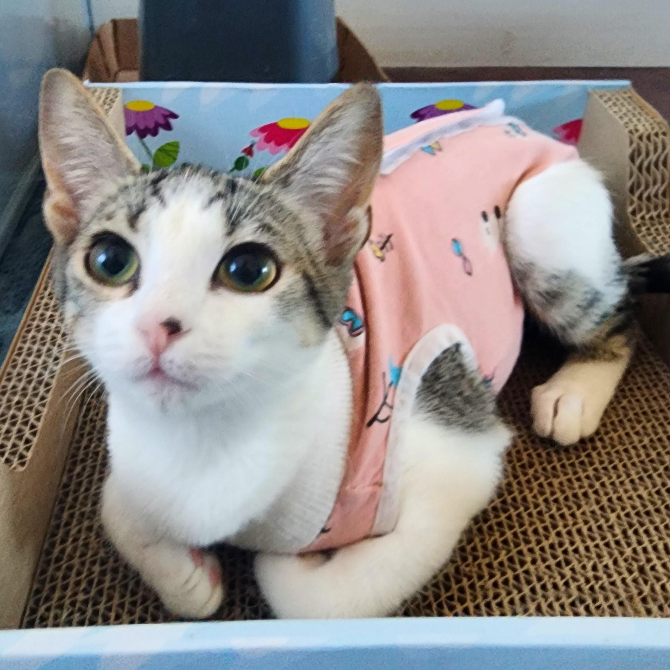 Enlarge :::Molly:::, an adopted mixed breed in Yorba Linda, CA image 3/6