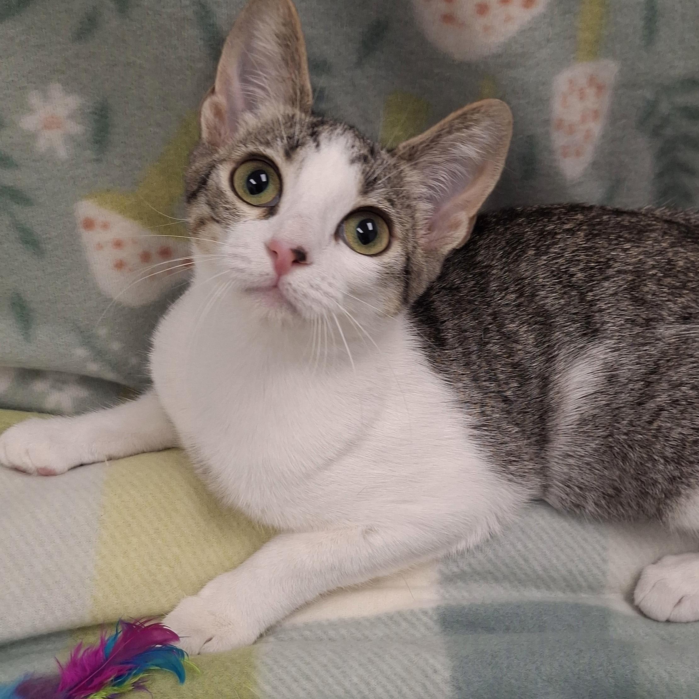 Enlarge :::Molly:::, an adopted mixed breed in Yorba Linda, CA image 6/6