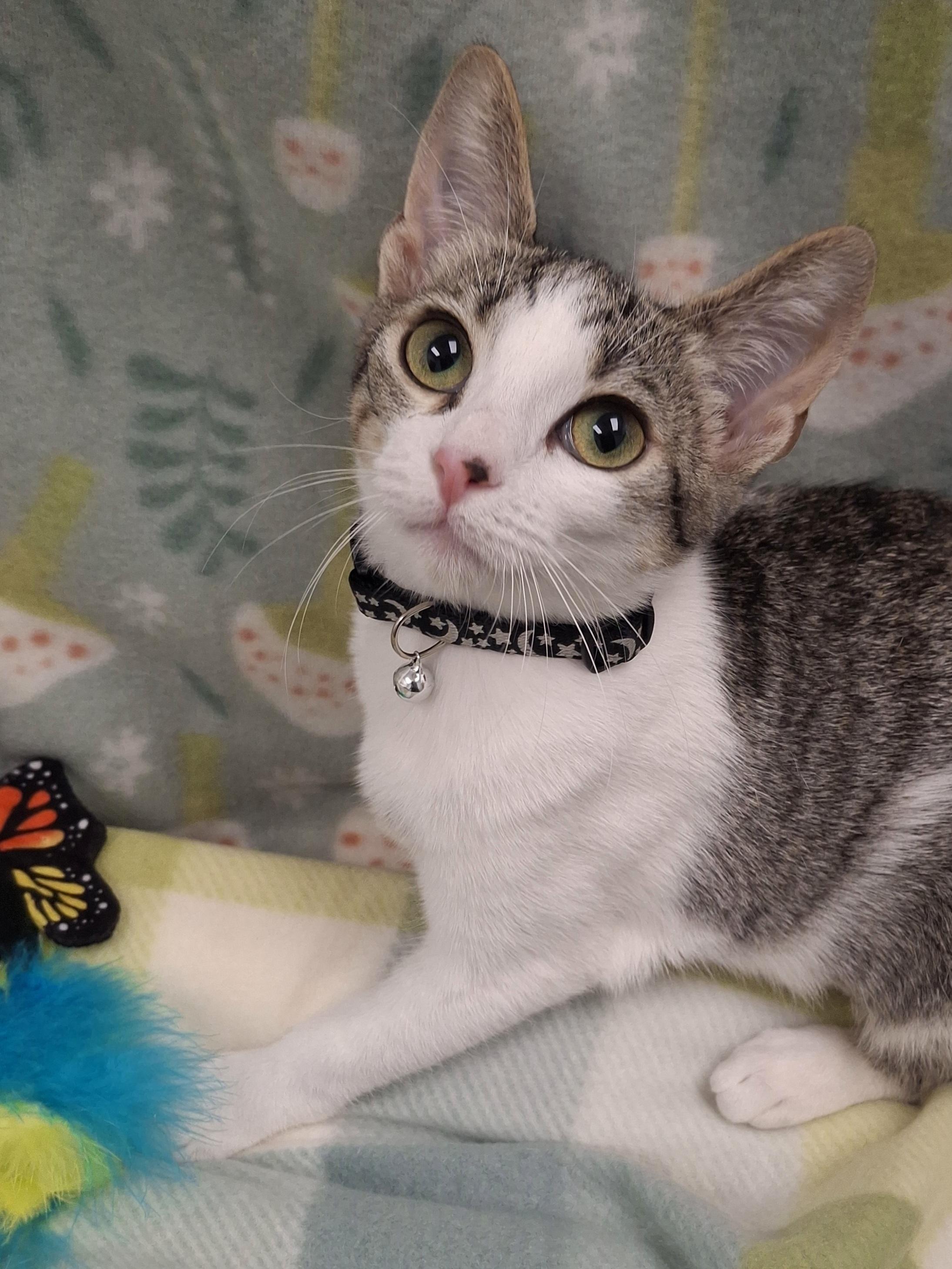 Enlarge :::Molly:::, an adopted mixed breed in Yorba Linda, CA image 4/6