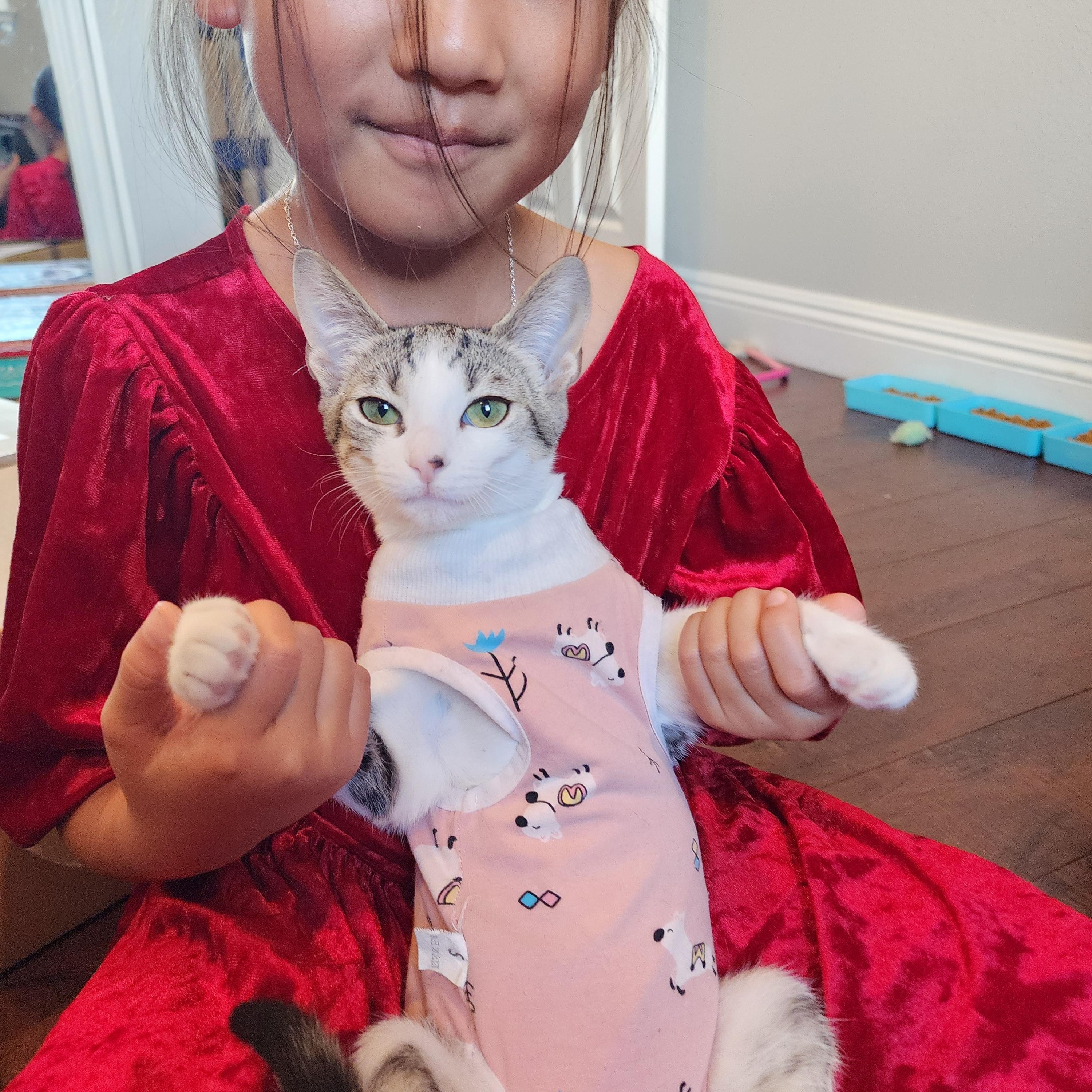 Enlarge :::Molly:::, an adopted mixed breed in Yorba Linda, CA image 2/6