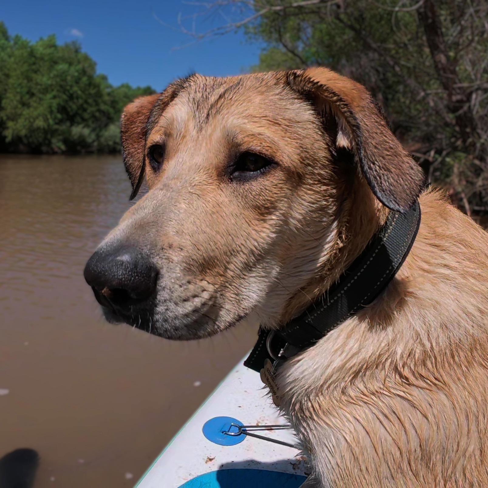 Max, a Adoptable mixed breed in Cottonwood, AZ image 1/2