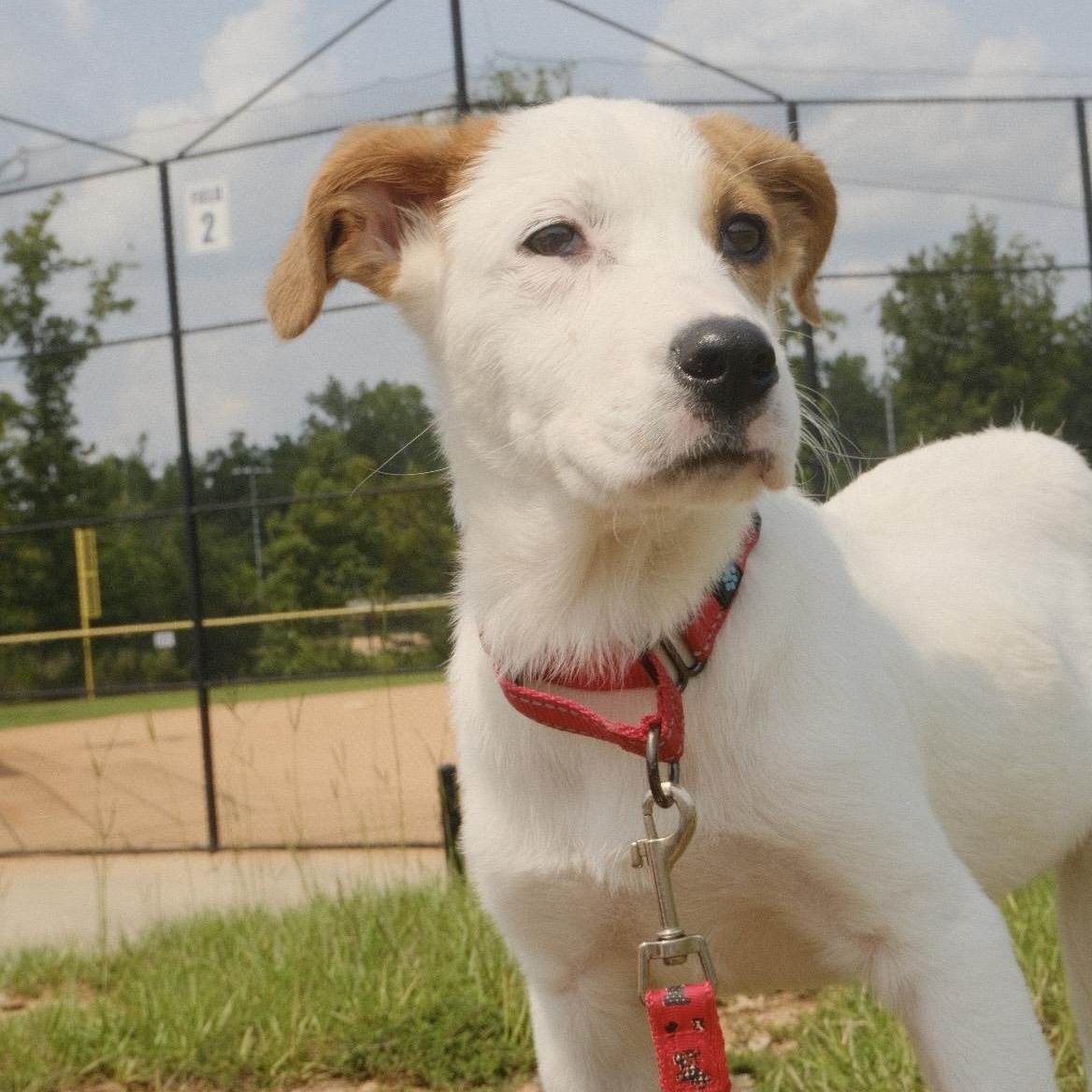 Gracie, a ADOPTABLE mixed breed in Kannapolis, NC image 2/3