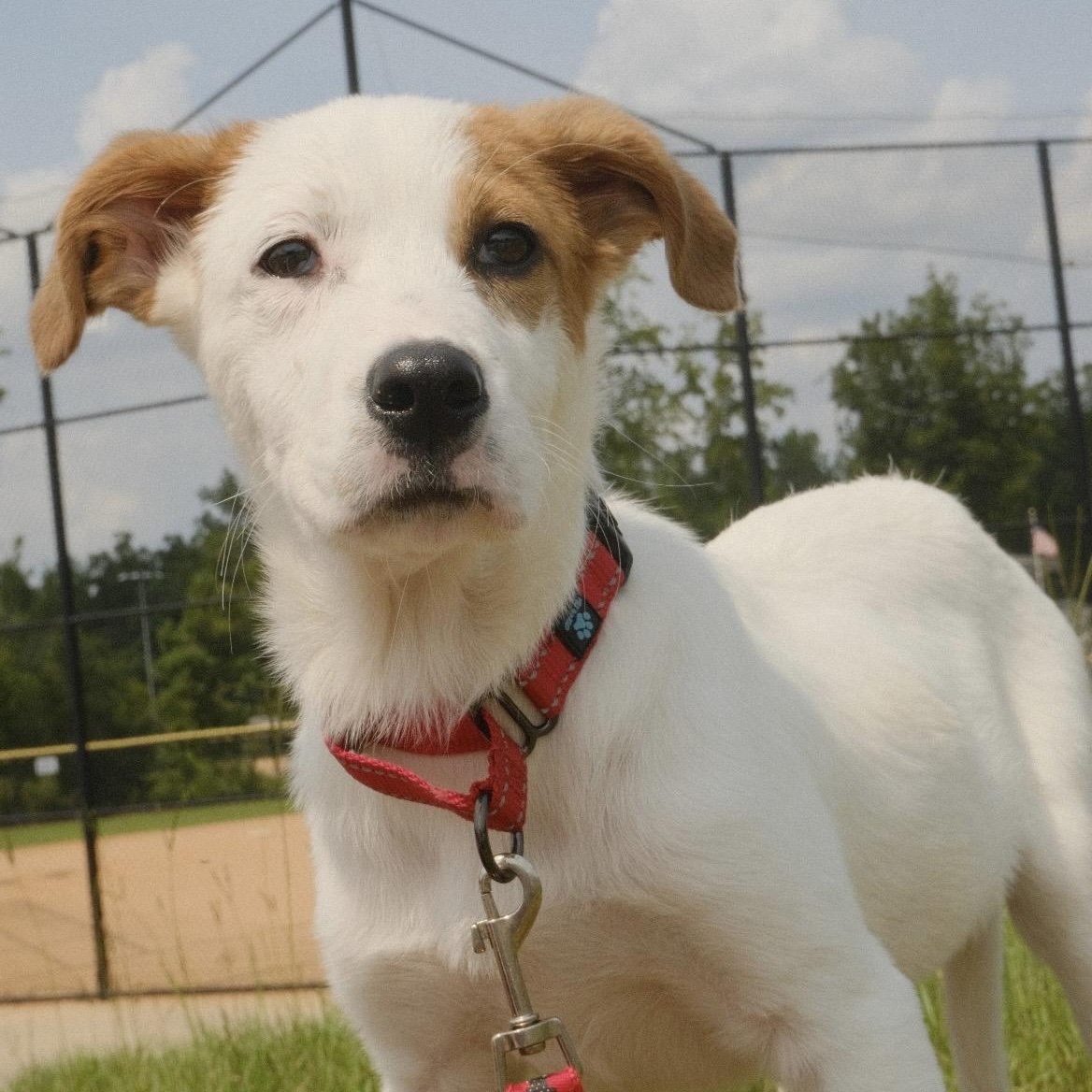 Gracie, a ADOPTABLE mixed breed in Kannapolis, NC image 1/3
