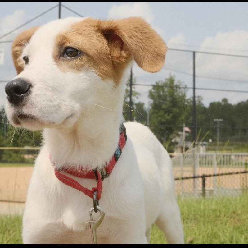 Gracie, a ADOPTABLE mixed breed in Kannapolis, NC image 3/3