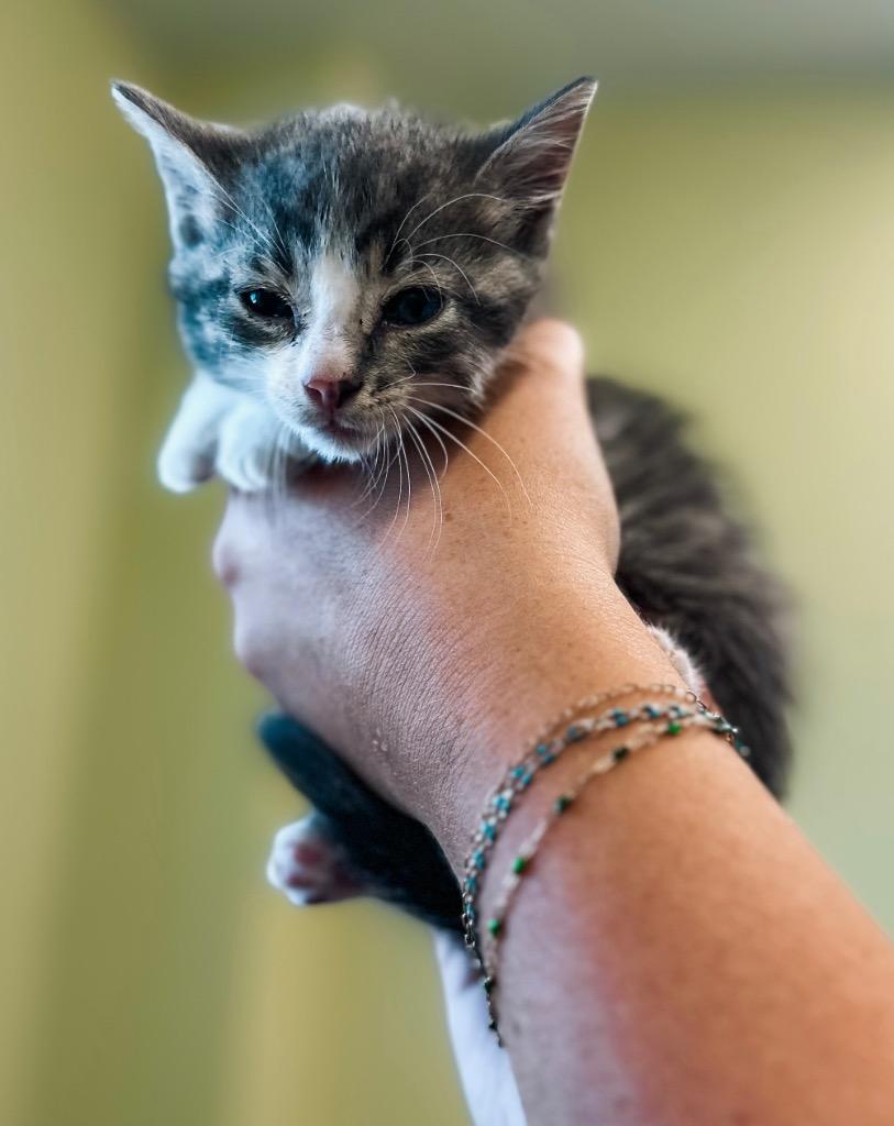 Furrari, Adoptable, Kitten Female Domestic Short Hair.