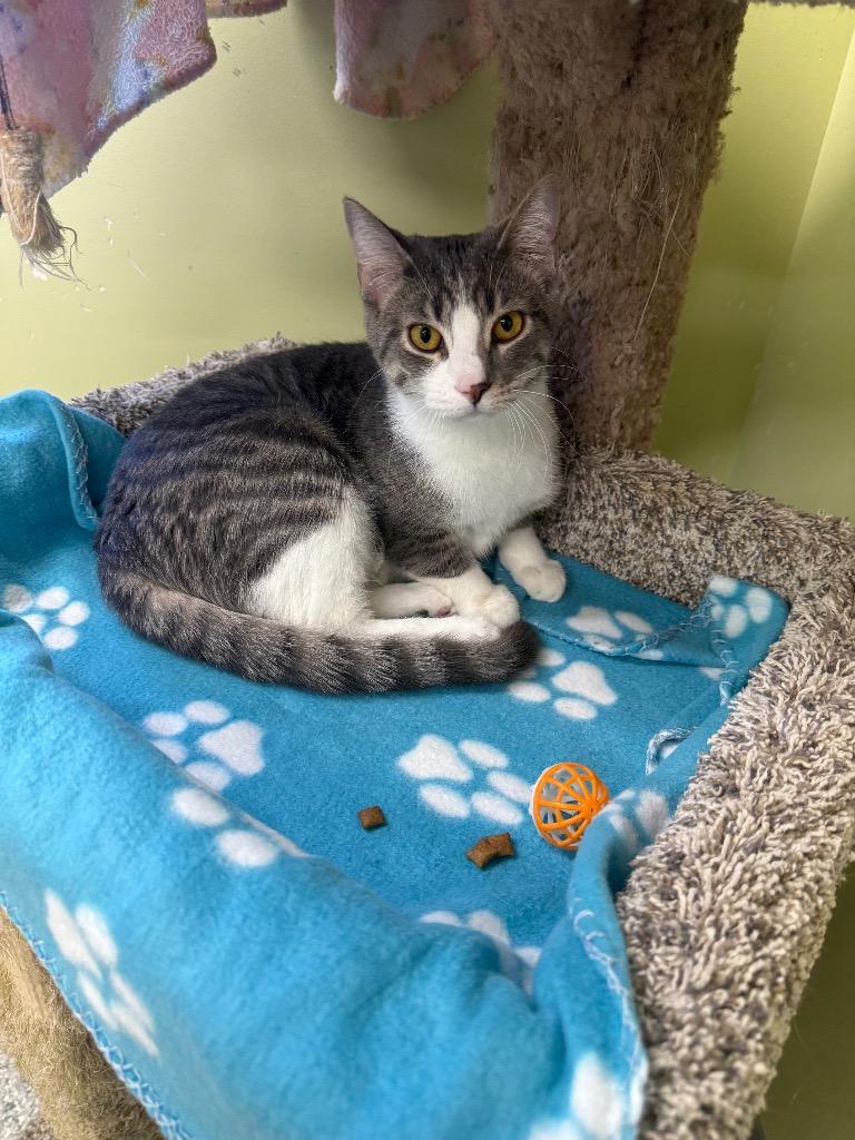 Furrari, a Adopted mixed breed in Auburn, IN image 1/2