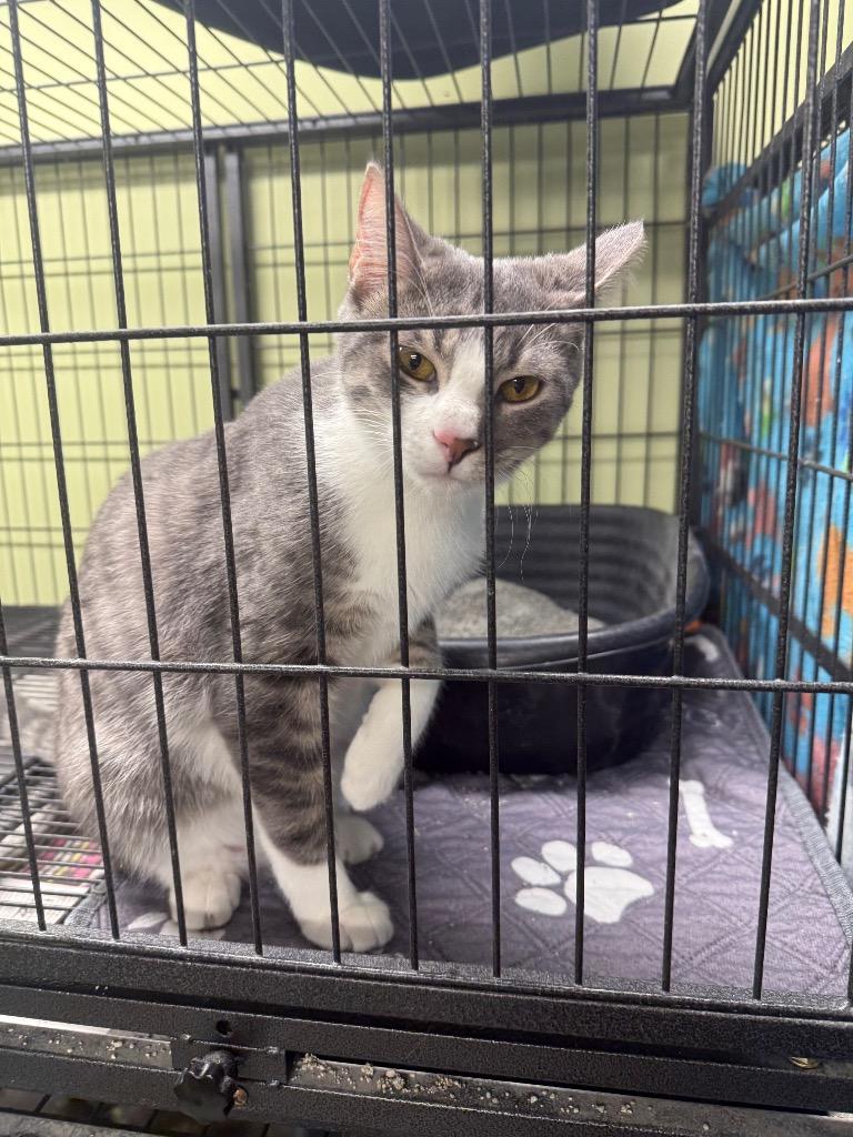 Furrari, a Adopted mixed breed in Auburn, IN image 2/2