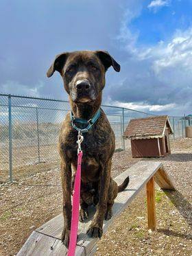 Teagan, a Adoptable mixed breed in Polson, MT image 1/7