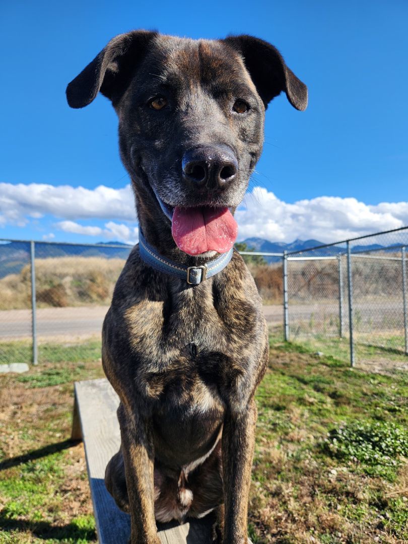Teagan, a Adoptable mixed breed in Polson, MT image 2/7