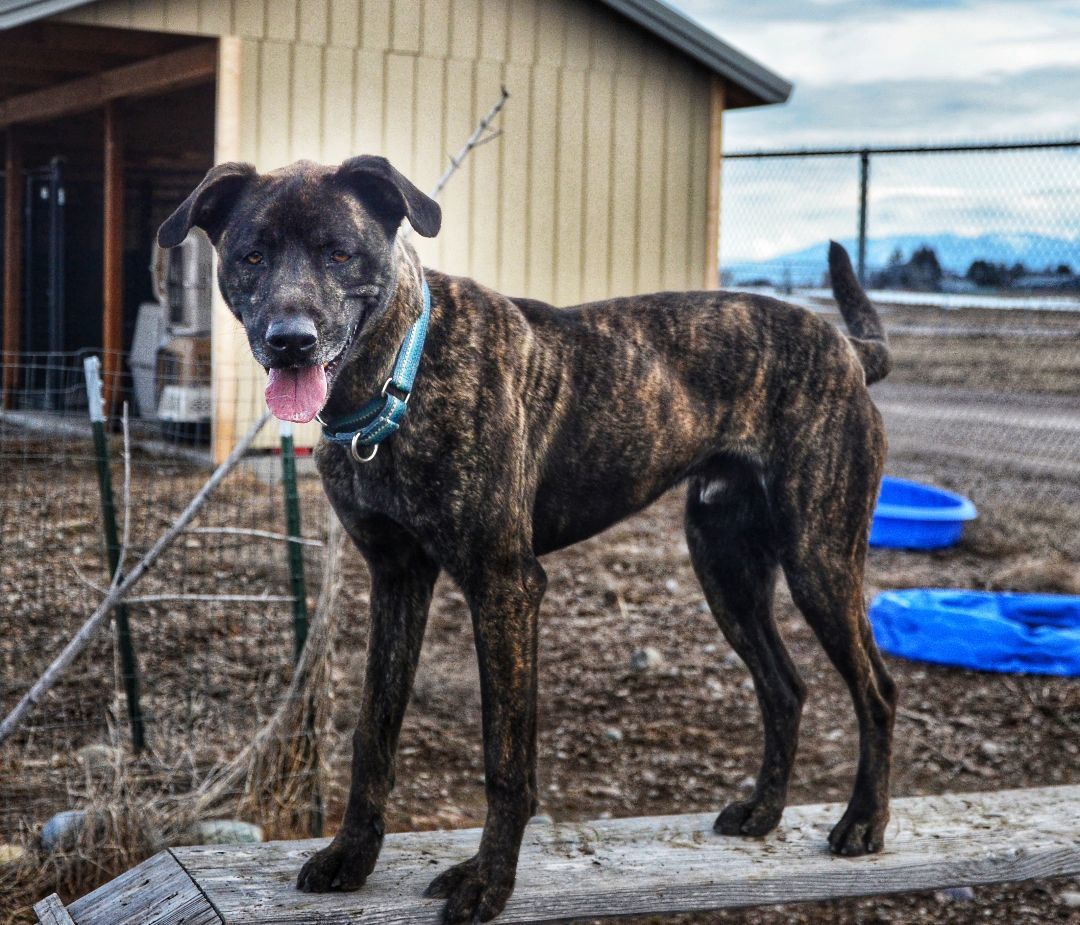 Teagan, a Adoptable mixed breed in Polson, MT image 3/7