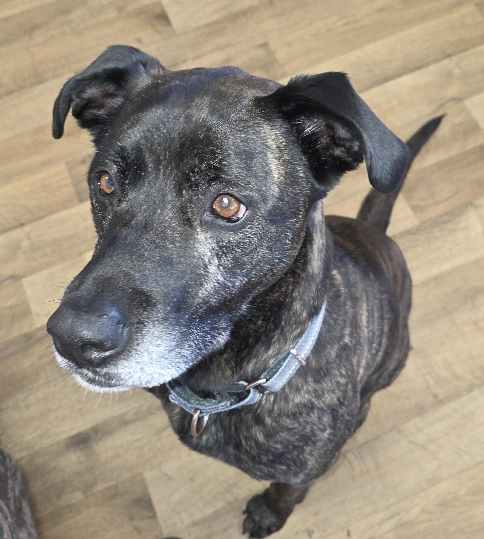 Enlarge Teagan, a Adoptable mixed breed in Polson, MT image 6/6