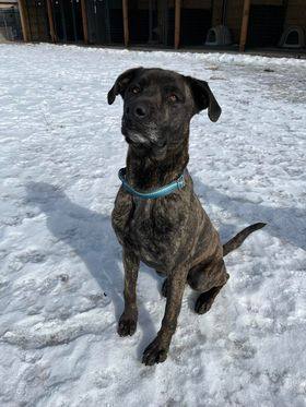 Teagan, a Adoptable mixed breed in Polson, MT image 4/7