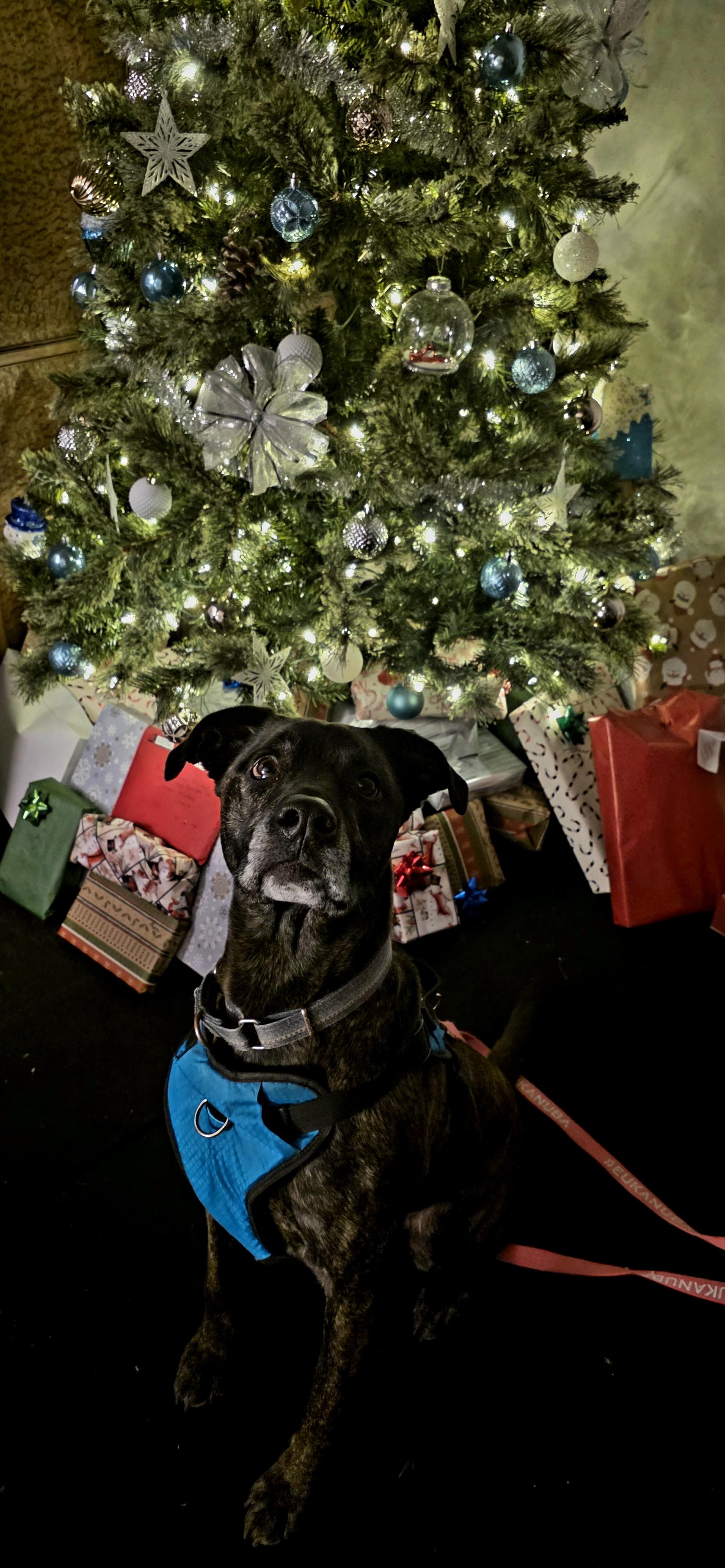 Enlarge Teagan, a Adoptable mixed breed in Polson, MT image 1/6