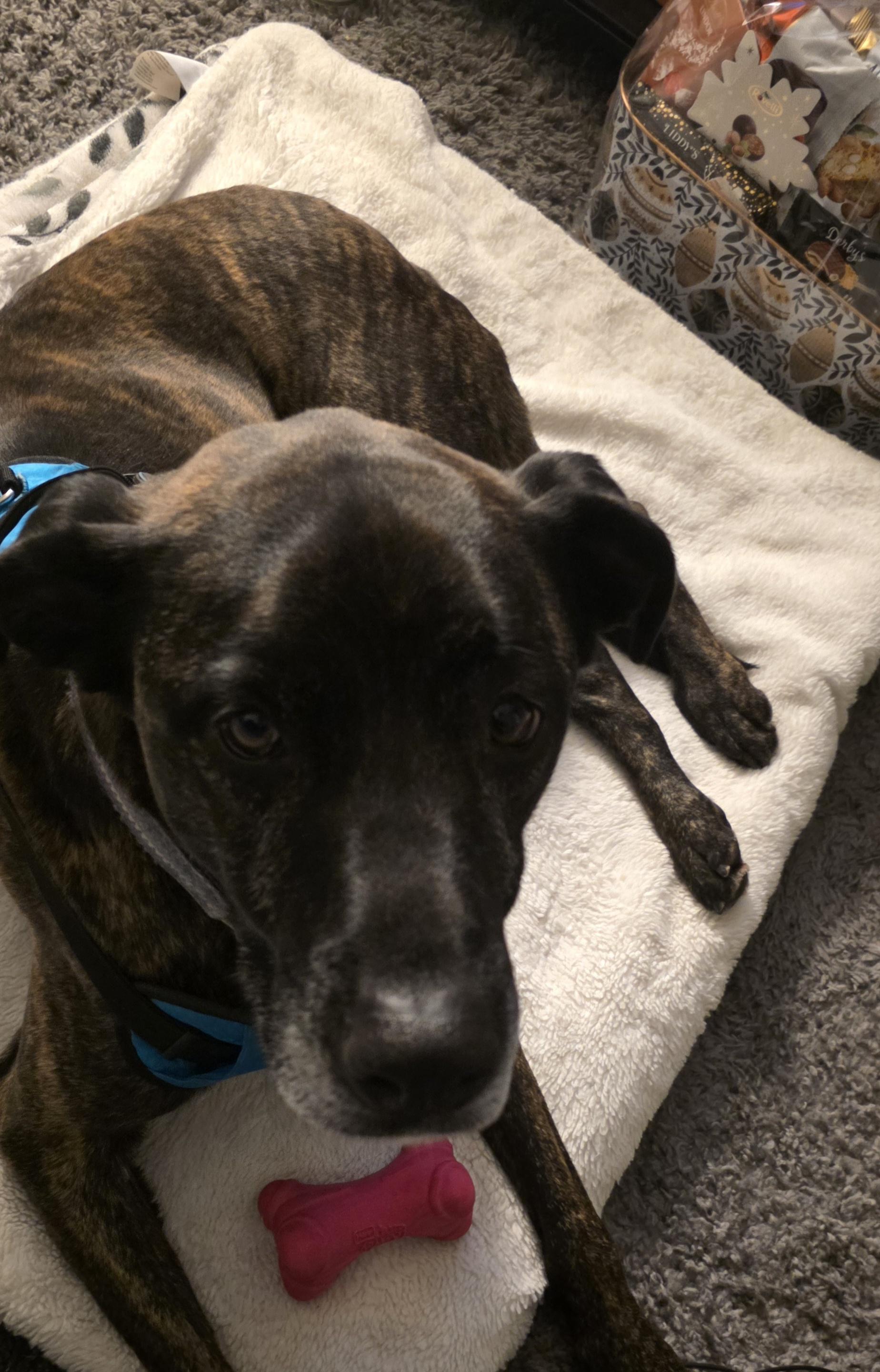 Enlarge Teagan, a Adoptable mixed breed in Polson, MT image 4/6