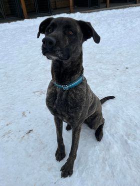 Teagan, a Adoptable mixed breed in Polson, MT image 5/7
