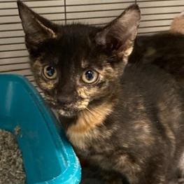 Enlarge Avery, a ADOPTABLE Domestic Short Hair in Ocean Isle Beach, NC image 1/1